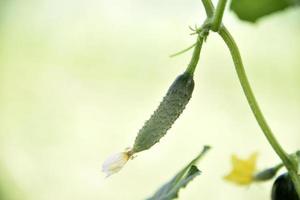 Cucumbers with yellow flowers in a greenhouse in summer. Growing cucumbers in a greenhouse. photo