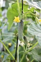 Cucumbers with yellow flowers in a greenhouse in summer. Growing cucumbers in a greenhouse. photo