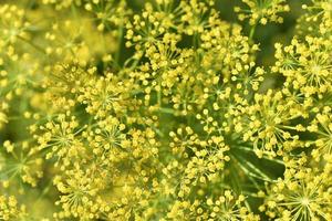 Yellow dill flowers close-up. Macrophotography of yellow dill flowers. photo