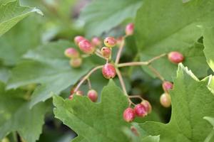 Red-green berries of viburnum vulgaris in the garden in summer. photo