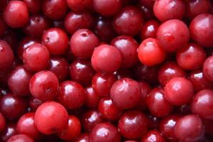 gran primer plano de cereza madura roja. fondo de bayas de cereza. foto