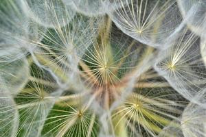 Giant dandelion close-up macro photo in summer afternoon