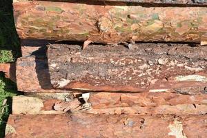 Wooden clippings of a coniferous tree as a close-up background. photo