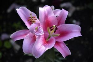 Pink flower of a large lily on a dark background. Macrophotography of pink in the garden. photo