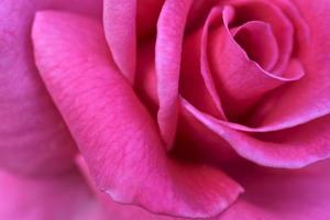 Red flower of a large rose close-up. Background of a red rose flower. photo