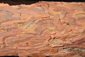 recortes de madera de un árbol conífero como fondo de primer plano. foto