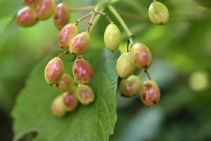 Red-green berries of viburnum vulgaris in the garden in summer. photo