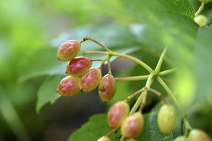 Red-green berries of viburnum vulgaris in the garden in summer. photo