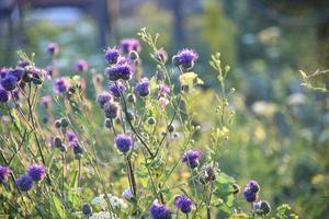 Colorful field grass in the light of the setting sun. Medicinal herbs in the meadow. Beautiful grass. photo