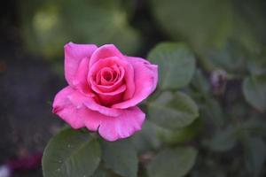 One red rose growing in a summer garden. Beautiful red rose flower. photo