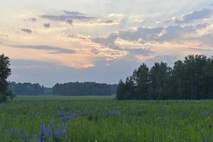 paisaje nocturno de bosque verde y nubes multicolores. hermosa puesta de sol con nubes azul-rosa. foto