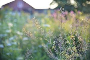 Colorful field grass in the light of the setting sun. Medicinal herbs in the meadow. Beautiful grass. photo