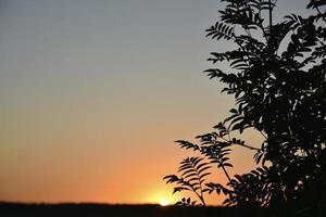 puesta de sol azul-naranja por la noche y un hermoso horizonte con nubes y plantas. foto