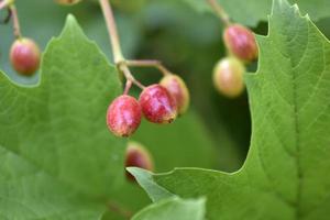Red-green berries of viburnum vulgaris in the garden in summer. photo