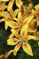 Red and yellow lilies in the evening sun close-up. photo