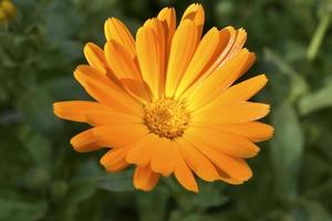 Yellow flowers of Calendula officinalis close-up. Yellow flowers close-up macrophotography. photo