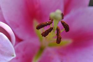 Stamens with pollen from a red lily flower close-up. Macrophotography of a lily flower. photo