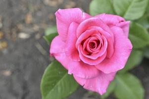 One red rose growing in a summer garden. Beautiful red rose flower. photo