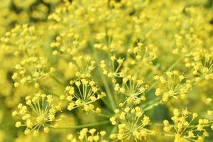 Yellow dill flowers close-up. Macrophotography of yellow dill flowers. photo