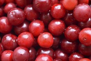 Foto macro de primer plano de jugosas y brillantes bayas de cereza grandes. bayas con fondo rojo.