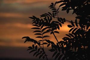 Crimson blue-pink sunset and mountain ash branches. Beautiful sunset color and leaves. photo