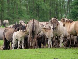 wild horses in the german muensterland photo