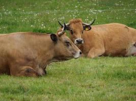 vacas en westfalia foto