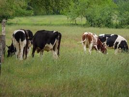 cows in westphalia photo