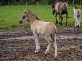 caballos salvajes en westfalia foto