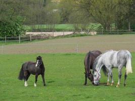 Horses in westphalia photo