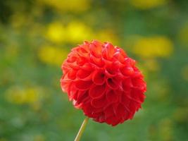 flowers in the garden photo