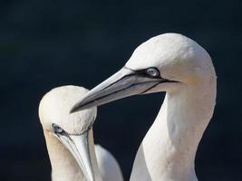 pájaros en la isla de helgoland foto