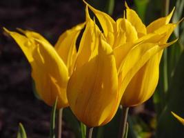 tulipanes en el jardín foto