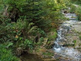 la selva negra en alemania foto