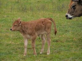 cows in westphalia photo