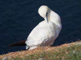 Birds on the island of Helgoland photo