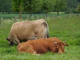 cows in westphalia photo