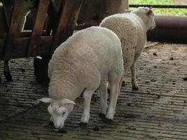 sheeps on a field in germany photo