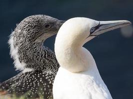 birds on helgoland island photo