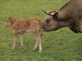 cows in westphalia photo