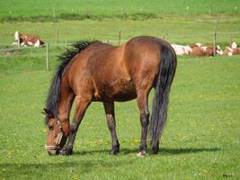 Horses in westphalia photo