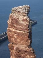 Birds on the island of Helgoland photo