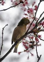 Mejiro during Sakura season in a cherry blossom tree in Tokyo, Japan photo