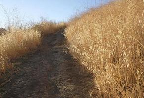 plantas secas al lado de un camino - sequía en california foto