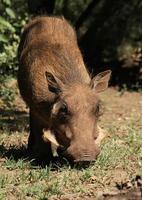 Warthog in South African national park photo