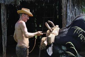 Vinales, Cuba - July 17, 2019 - A farmer near Vinales tends his oxen near a hut on his farm. photo