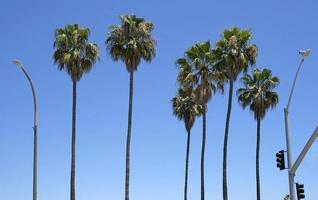 Palm trees at Long Beach, California photo