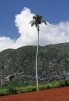 sola palmera en un campo agrícola cerca de viñales, cuba foto