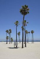 Palm trees at Long Beach, California photo
