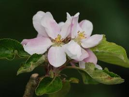 Spring flowers in germany photo